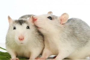 Ratas interacción social