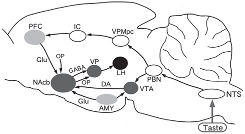 CTA_brain mechanisms