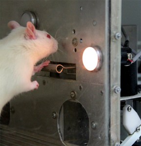 Rata en experimento de laboratorio