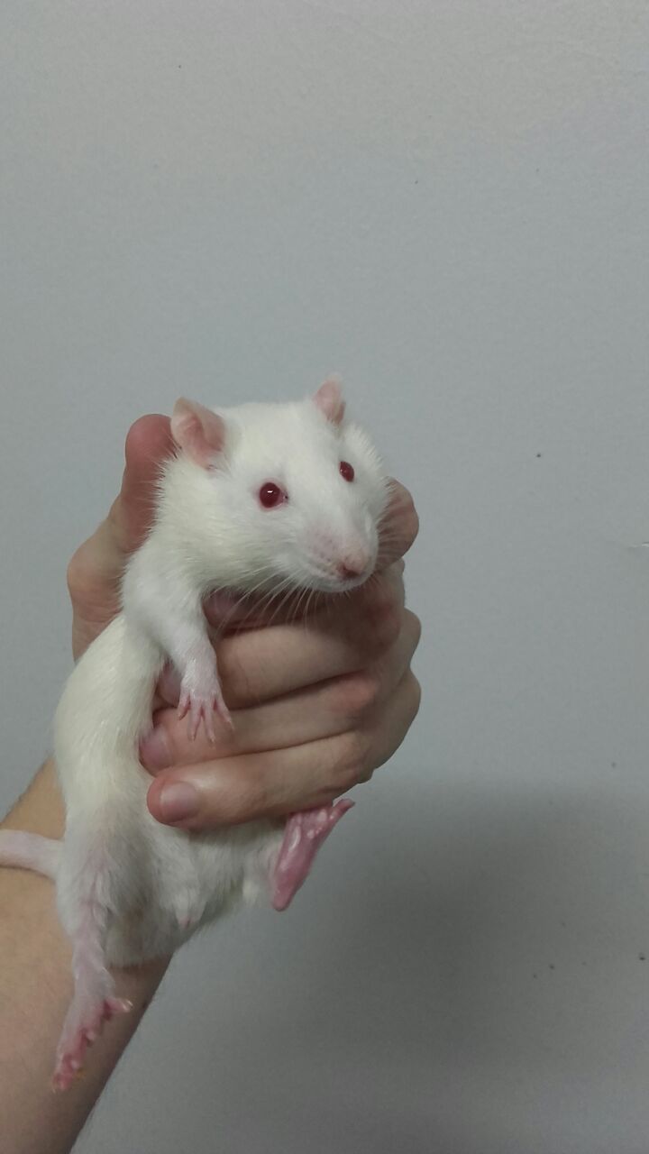 RAT-lab-noelia