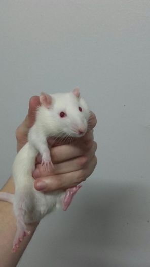 RAT-lab-noelia